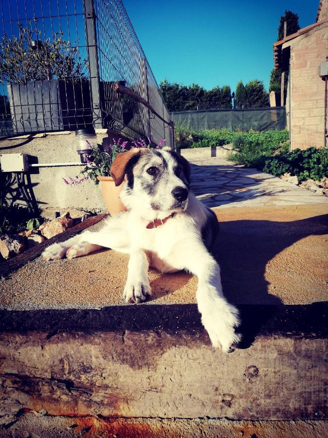 Mas Del Llop Blanc - Dog Friendly Hostal Rural - B&B Sobrestany Exterior foto