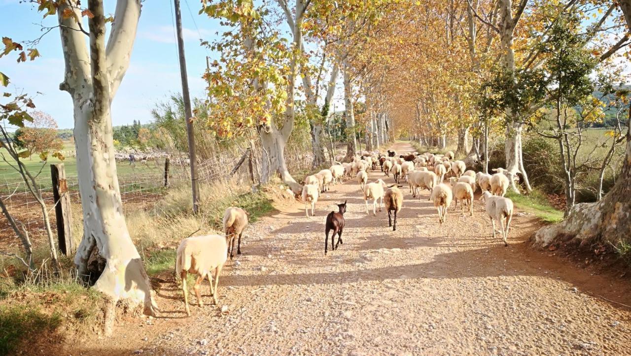 Mas Del Llop Blanc - Dog Friendly Hostal Rural - B&B Sobrestany Exterior foto